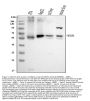 Anti-Monoamine Oxidase A/MAOA Antibody Picoband™