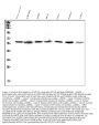 Anti-SPTLC1 Antibody Picoband™