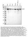 Anti-UHRF1 Antibody Picoband™