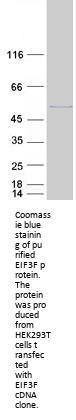 EIF3F Eukaryotic Translation Initiation Factor 3F Human Recombinant Protein