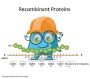 INSR Insulin Receptor Human Recombinant Protein