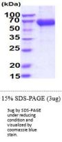 CD33 Human Recombinant Protein