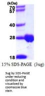 DTYMK Deoxythymidylate Kinase Human Recombinant Protein