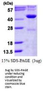 IDH3G Isocitrate Dehydrogenase 3 (NAD+) Gamma Human Recombinant Protein