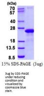 VAMP7 Vesicle-Associated Membrane Protein 7 Human Recombinant Protein