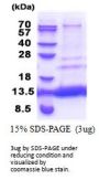 CMC4 CX9C Motif Containing 4 Human Recombinant Protein