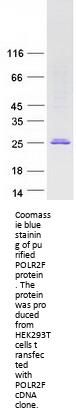POLR2F Polymerase II Polypeptide F Human Recombinant Protein