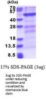 DNMT3L DNA Cytosine-5--Methyltransferase 3-Like Human Recombinant Protein