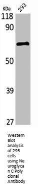 Neuroglycan C Polyclonal Antibody