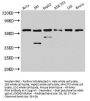 PKM Antibody