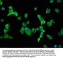 SCN10A Antibody