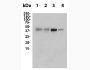 Anti-CTLA-4 (9H10) In Vivo Antibody - Low Endotoxin