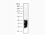 Anti-Mouse PD-1 (29F.1A12) In Vivo Antibody - Low Endotoxin