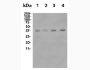 Anti-Mouse CTLA-4 (9D9) In Vivo Antibody - Low Endotoxin