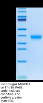 Cynomolgus ANGPTL4/Angiopoietin-like 4 Protein (ANG-CM1L4)