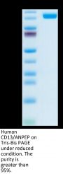 Human CD13/ANPEP Protein (ANP-HM101)