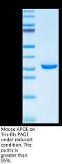 Mouse APOE/Apolipoprotein E Protein (APO-MM102)