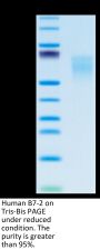 Human B7-2/CD86 Protein (B72-HM486)