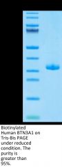 Biotinylated Human BTN3A1/CD277 Protein (BTN-HM4A3B)