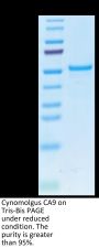 Cynomolgus CA9/Carbonic Anhydrase IX Protein (CA9-CM101)