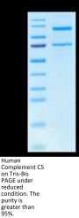 Human Complement C5 Protein (CC5-HM1C5)