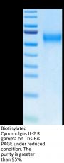 Biotinylated Cynomolgus IL-2 R gamma/CD132 Protein (Primary Amine Labeling)  (CD1-CM132B)