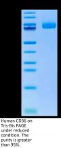 Human CD36/SR-B3 Protein (CD3-HM436)