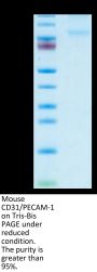 Mouse CD31/PECAM-1 Protein (CD3-MM131)