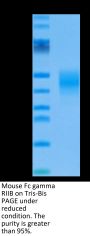 Mouse Fc gamma RIIB/CD32b Protein (CDB-MM101)