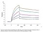 Human Claudin 6 Protein-VLP (CLD-HM006)