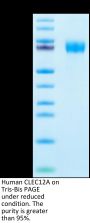 Human CLEC12A/MICL/CLL-1 Protein (CLE-HM22A)