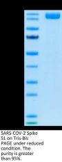 SARS-COV-2 Spike S1 Protein (COV-VM2S1)