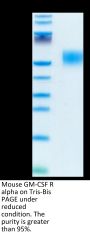 Mouse GM-CSF R alpha Protein (CSF-MM12R)