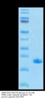 SARS-COV-2 Nucleocapsid Protein CTD Domain Protein (CTD-VE4NP)