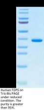 Human FDPS Protein (FDS-HE001)