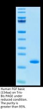 Human FGF basic (154aa) Protein (FGF-HE002)