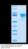 Human FGFR3 alpha (IIIb) Protein (FGF-HM43B)