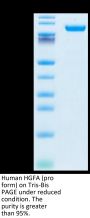 Human HGFA Protein (pro form)  (HGF-HM10A)