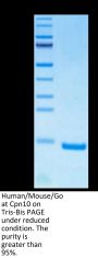 Human/Mouse/Goat Cpn10/HSPE1 Protein (HSP-HE4E1)