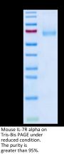 Mouse IL-7R alpha/CD127 Protein (IL7-MM2RA)