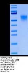 Biotinylated Cynomolgus IL-18BP Protein (Primary Amine Labeling) (IL8-CM1BPB)