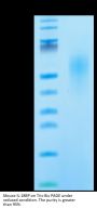 Mouse IL-18BP Protein (IL8-MM1BP)