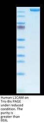 Human L1CAM Protein (LAM-HM101)