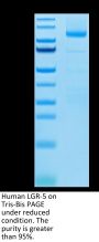 Human LGR-5 Protein (LGR-HM205)