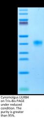 Cynomolgus LILRB4/CD85k/ILT3 Protein (LIL-CM1B4)