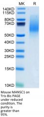 Mouse MANSC1 Protein (MAN-MM1C1)