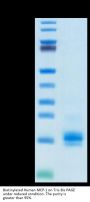 Biotinylated Human MCP-1/CCL2 Protein (MCP-HM401B)