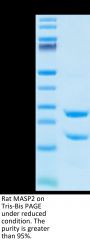 Rat MASP2 Protein (MSP-RE102)