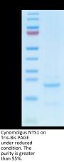 Cynomolgus NTS1 Protein (NTS-CM101)