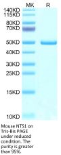 Mouse NTS1 Protein (NTS-MM201)